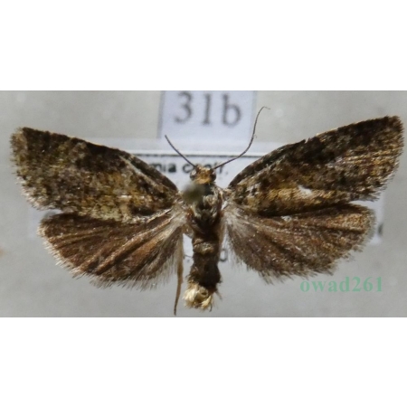 Ptycholomoides aeriferana (Herrich-Schäffer, 1851) Czech31b